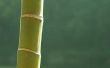 Indoor bamboe Plant allergische reactie informatie