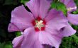De beste tijd om te snoeien Hibiscus planten