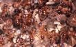 Hoe te stoppen met mieren van het stelen van graszaad