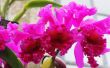 How to Make uw eigen Agar voor orchideeën