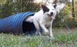 Hoe ontwerp je een achtertuin speeltuin voor honden