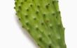 Hoe schoon een Prickly Pear-Cactus