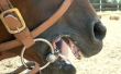 De gevaren van het voederen Ingehuld paard Feed