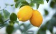 How to Grow citroenbomen
