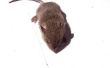 De beste manier om zich te ontdoen van muizen op zolder