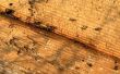 Hoe herken ik het verschil tussen brand mieren & regelmatige mieren