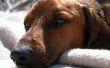 SPCA giften fiscaal aftrekbaar zijn?