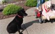Hoe te lopen van een hond en een kinderwagen