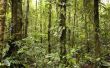 Wat zijn de meest gevaarlijke dieren in het regenwoud?