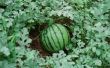 Moet ik mijn watermeloenen op iets zitten terwijl ze groeien?