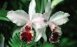 Hoe maak je een orchidee Mini kas