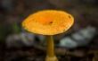 Hoe te identificeren van paddenstoelen in Oregon