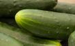 Wat maakt thuis geteelde komkommers Bitter?