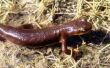 Salamanders & salamanders in de tuin