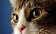 Zijn Matting ogen normaal bij Kittens?