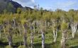 Hoe groeien Australische thee bomen (Leptospermum laevigatum)