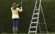 Ladders voor Hedge snijden