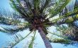 Kunnen Coconut palmbomen groeien in Arizona?