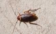 How to natuurlijk Get Rid van kakkerlakken buiten