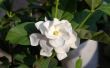 Eetbare Gardenia