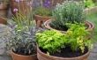 Planten voor een ondiep tuin-Bed