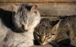 De bijwerkingen van Panacur bij katten