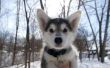 Waarom Is mijn Siberische Husky Puppy bijten & happen?