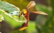 How to Keep wespen & bijen uit een Birdbath