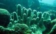 Hoe maak je een Project van de wetenschap koraalrif