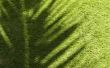 Kan gras groeien in kunstmatig licht?