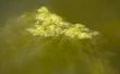 Hoe te scheren vijver algen voor gebruik als meststof