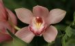 Het behouden van een orchidee Corsage
