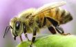 Hoe te verwijderen een Bee Stinger