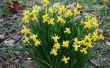Hoe de zorg voor een abonneebasis Daffodil