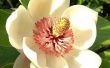 Tips over Magnolia boom verzorging