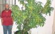 How to Grow Salvia Divinorum