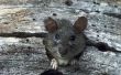 How to Get Rid van een achtertuin Rat besmetting