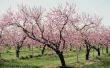 Interessante feiten over Cherry bomen