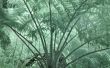 Hoe te planten palmvarens