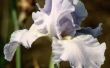Insectenplagen dat eten van irissen