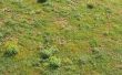 Bruine vlekken op Zoysia gras