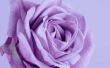 Namen van lavendel rozen