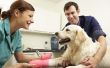 Hoe te reinigen en verzorgen van een hond incisie