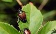 Hoe te stoppen met de Japanse kever met behulp van zelfgemaakte insectenwerende middelen