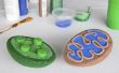 How to Build een 3D-Model voor celbiologie projecten Mitochondria & Chloroplast