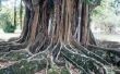 Is het hout van de Banyanboom bruikbaar?