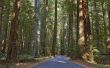 How to Plant and Grow een Sequoia zaailing