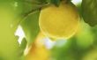 Hoe om te weten wanneer te halen van citroenen