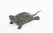 Soorten magnetisch schildpadden met Spikey schelpen