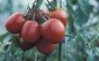 Tomatenplanten terugkomen?